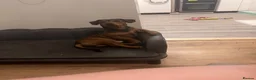 Jack Russell dogs for sale: 5 beautiful Jack Russell Puppies  - Advert 13