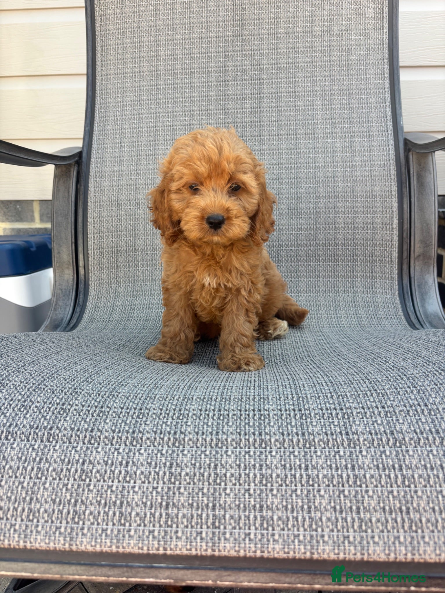 Cockapoo dogs Three F1 Cockapoo Boys Ready To Leave 🐶 - Advert 2