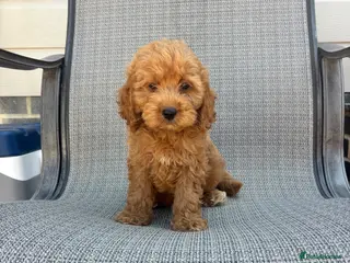 Cockapoo dogs Three F1 Cockapoo Boys Ready To Leave 🐶 - Advert 2