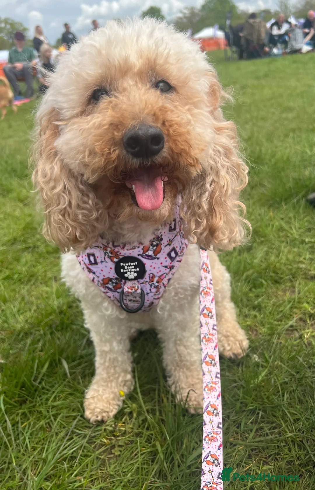 Australian Labradoodle dogs for sale: Health Tested multigen Australian labradoodles  in Ware - Advert 5