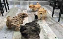 Cavapoochon dogs for sale: F1b Cavapoochon  - Image 39