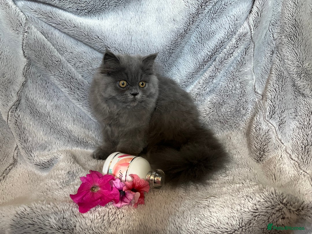 Persian cats for sale: Gentle natured blue Persian kitten (f) - Image 9
