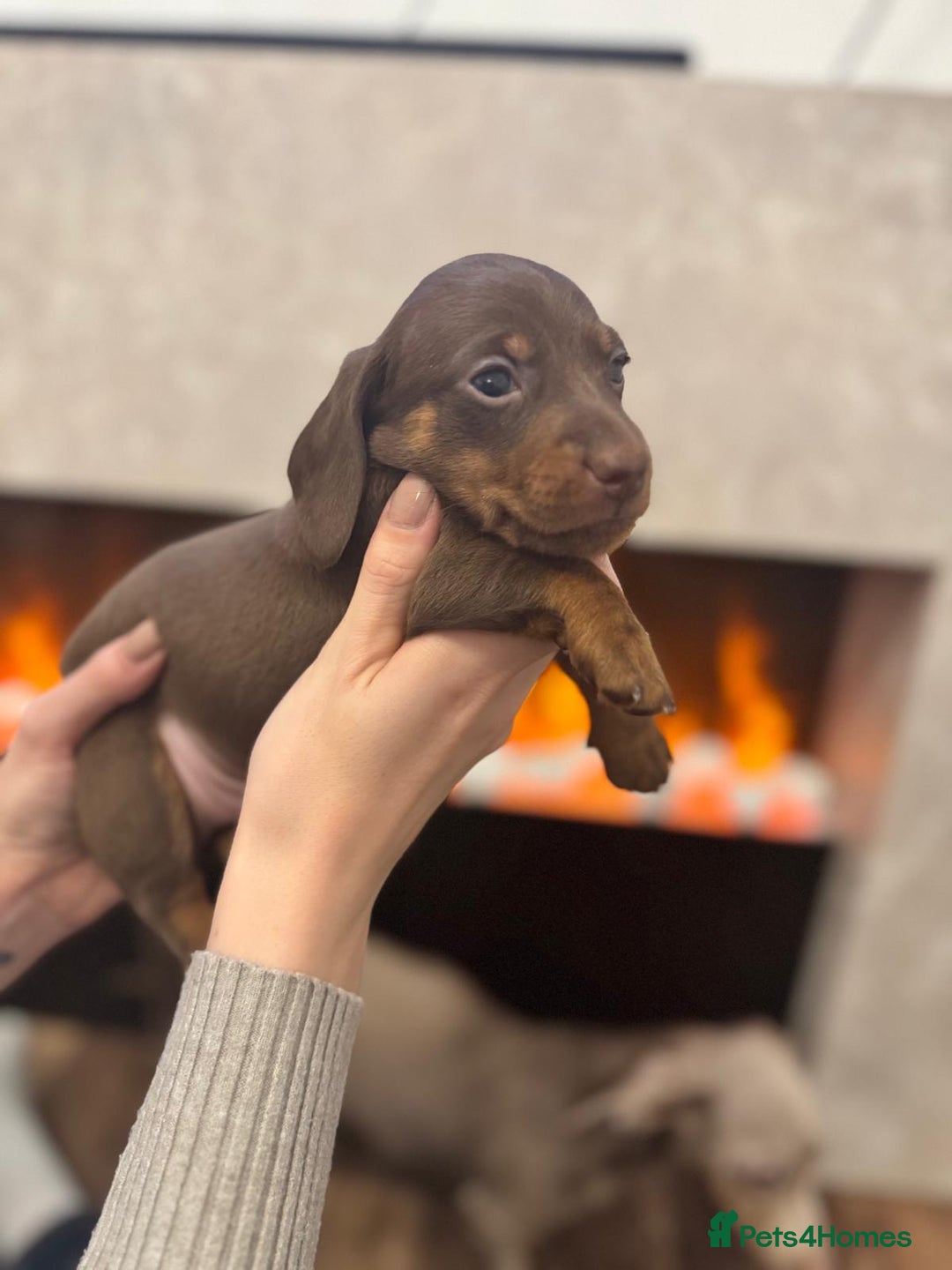 Miniature Dachshund dogs for sale: 2 chocolate miniature dachshund puppies  - Advert 4