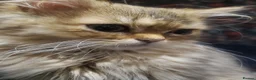 Persian cats for sale: Beautiful Golden Persian chinchilla Male  in Ashbourne - Advert 3