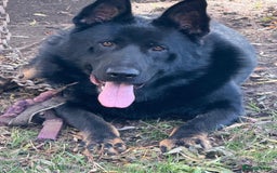 German Shepherd dogs for sale: German Shepherd Puppies - exceptional bloodline  - Image 7