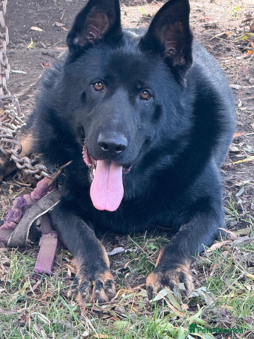 German Shepherd dogs for sale: German Shepherd Puppies - exceptional bloodline  - Image 7