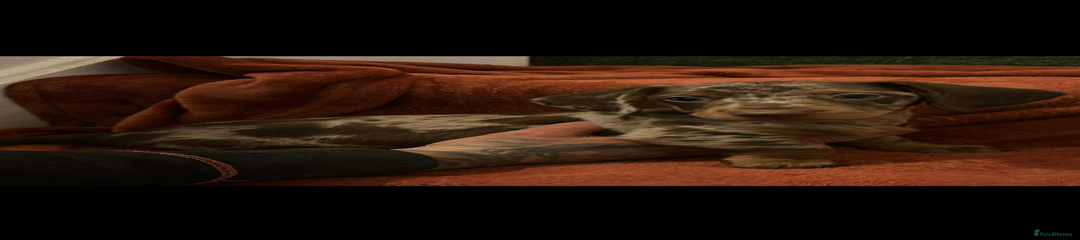 Miniature Dachshund Puppy 3