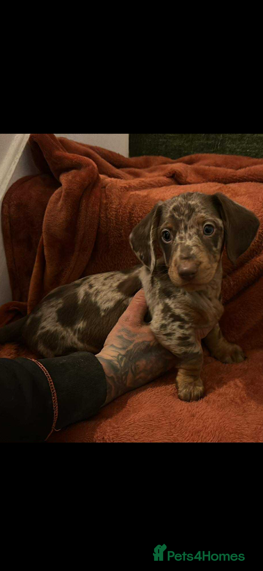 Miniature Dachshund dogs for sale: miniature dachshund for sale  - Advert 8