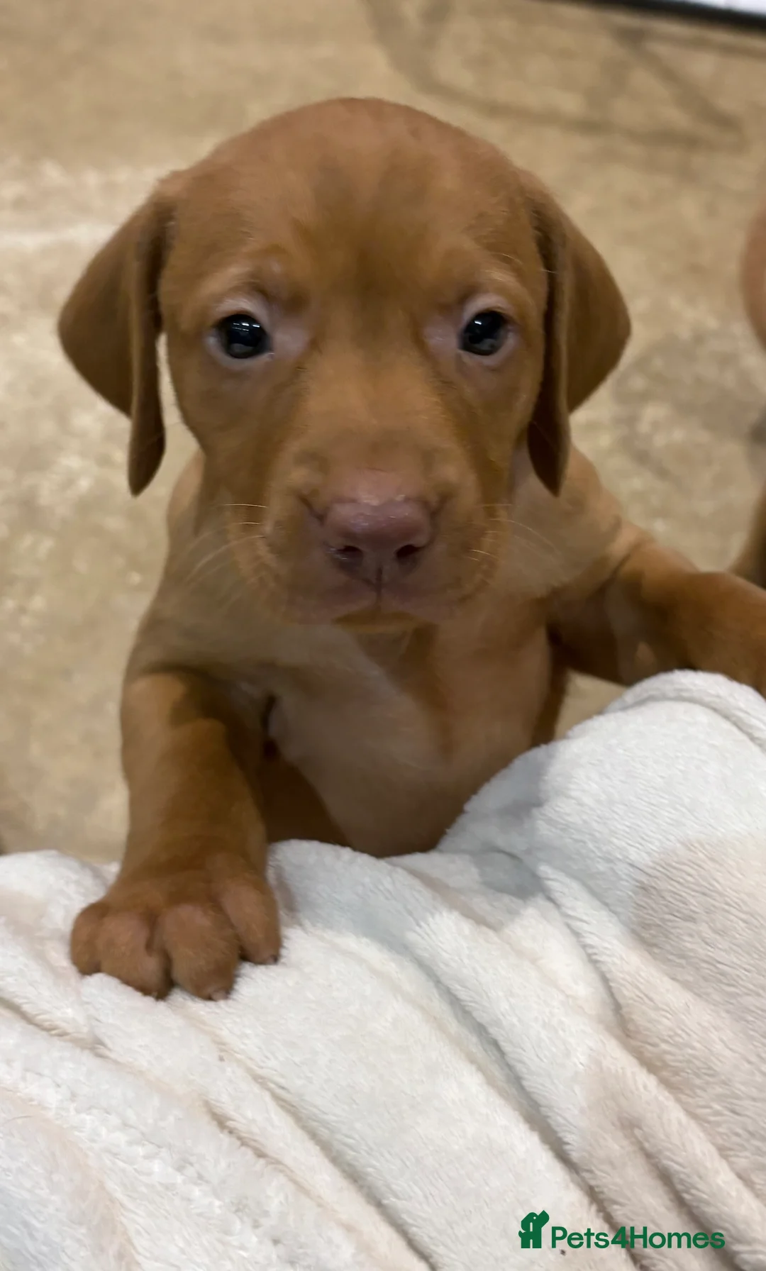 Hungarian Vizsla dogs for sale: Hookside Hungarian Viszla Puppies - Advert 5