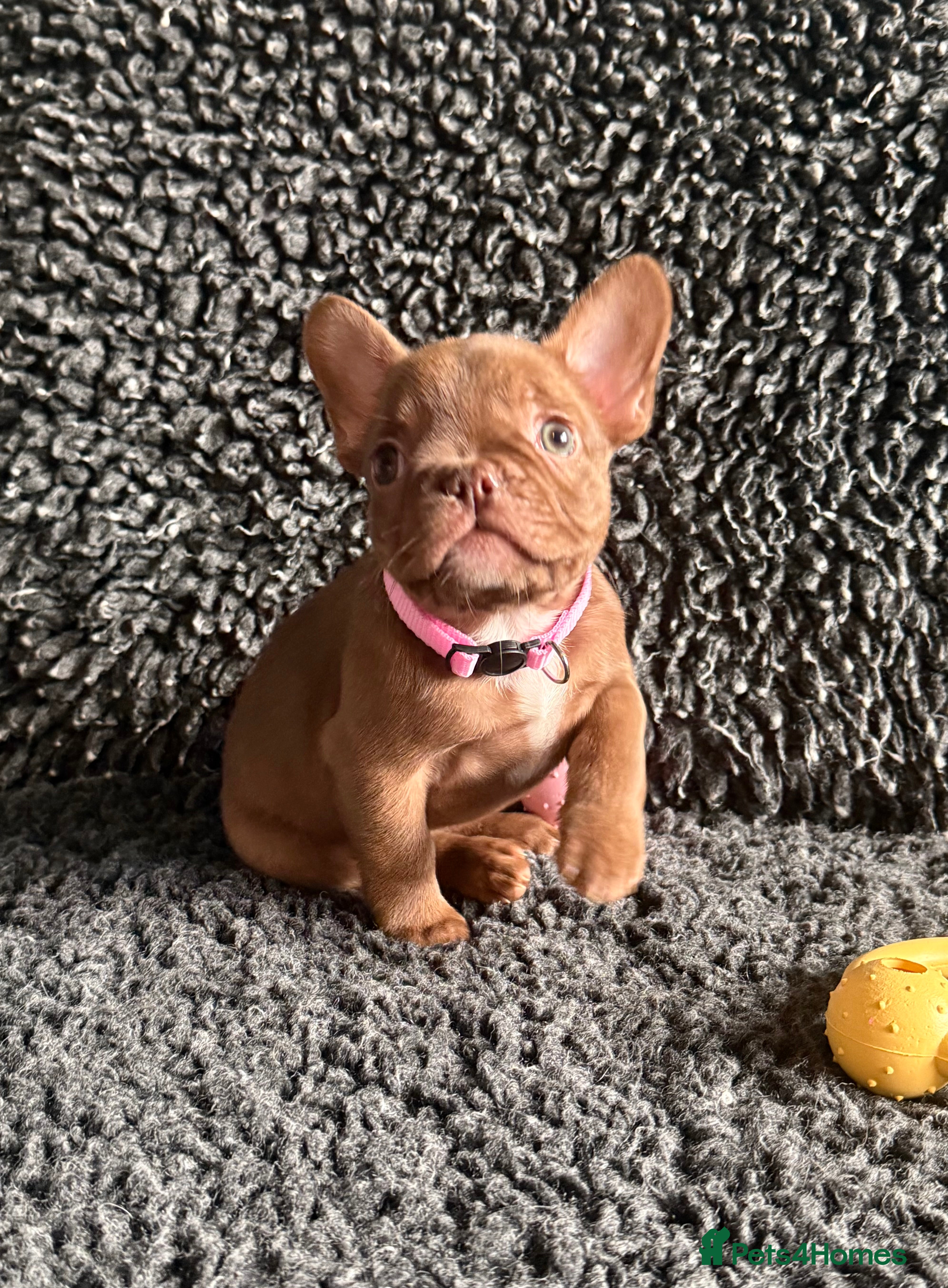 French Bulldog dogs French Bulldog Puppies. Rojo, New Shade, Isabella. - Advert 3