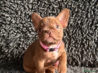 French Bulldog dogs French Bulldog Puppies. Rojo, New Shade, Isabella. - Advert 9