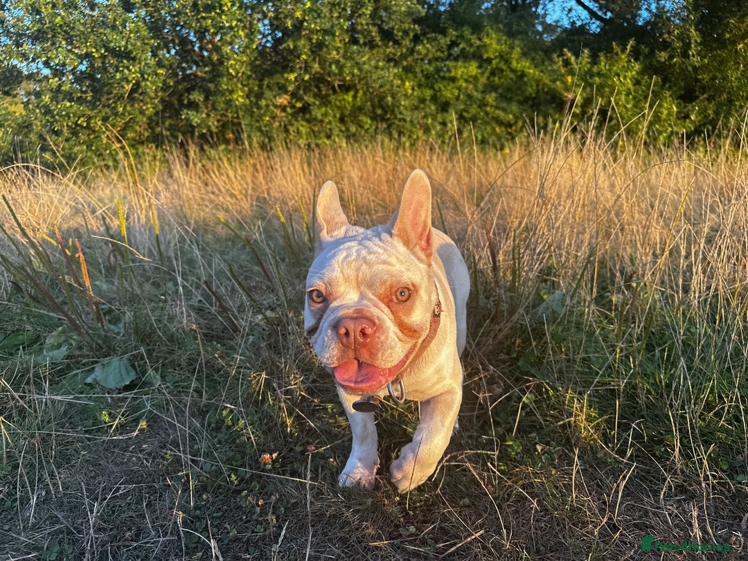 French Bulldog dogs for sale: Little Juno… - Image 3