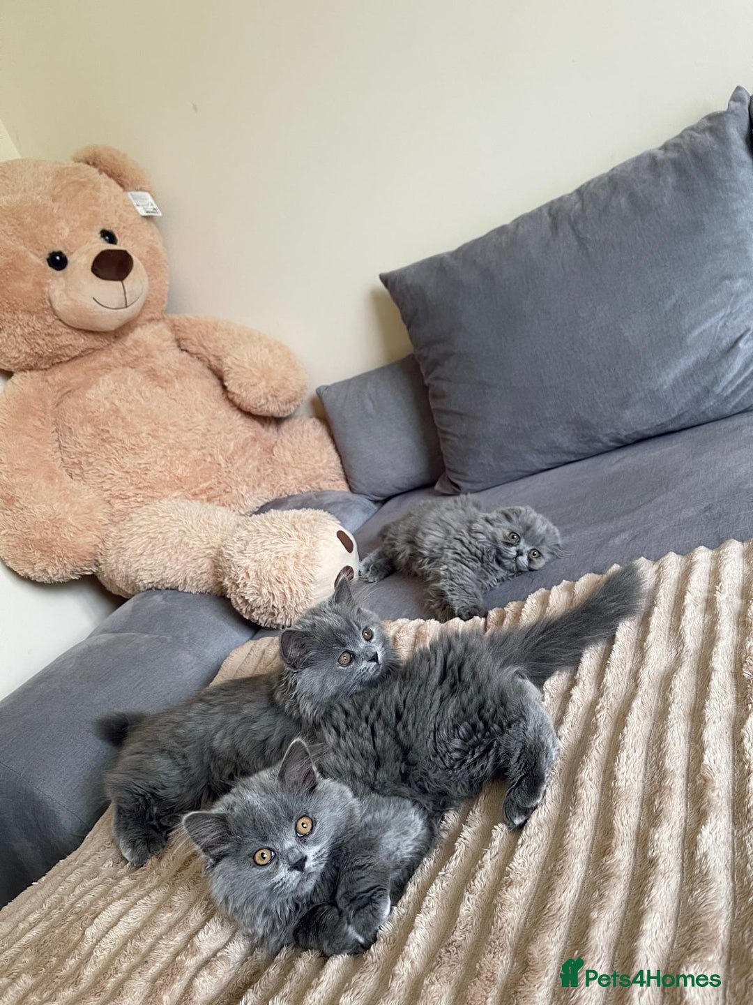 Scottish Fold cats for sale: Scottish fold Longhair - Image 4