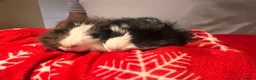 Guinea Pig rodents for sale: Pair of male guinea pigs 6 months and 9 weeks old - Advert 4