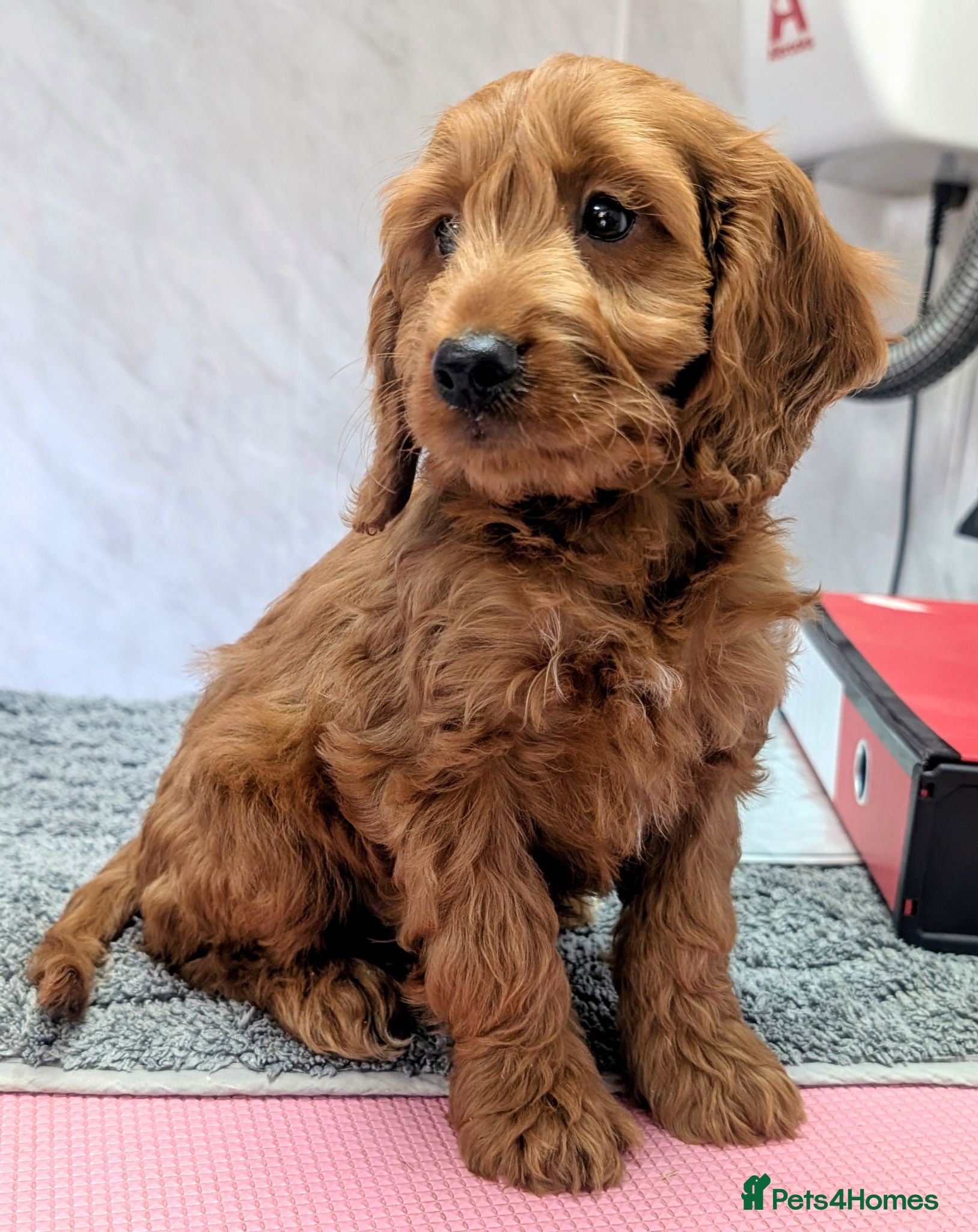 Cockapoo dogs Licensed breeder: Beautiful red health tested pups - Advert 12