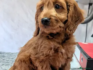 Cockapoo dogs Licensed breeder: Beautiful red health tested pups - Advert 12
