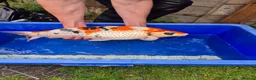 Koi Carp fish for sale: Pond closure - Advert 36