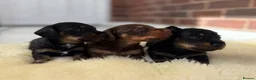 Dachshund dogs for sale: Wire haired miniature dachsunds - Advert 3