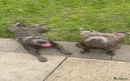 Staffordshire Bull Terrier dogs for sale: 7 gorgeous blue/lilac staffies - Image 15