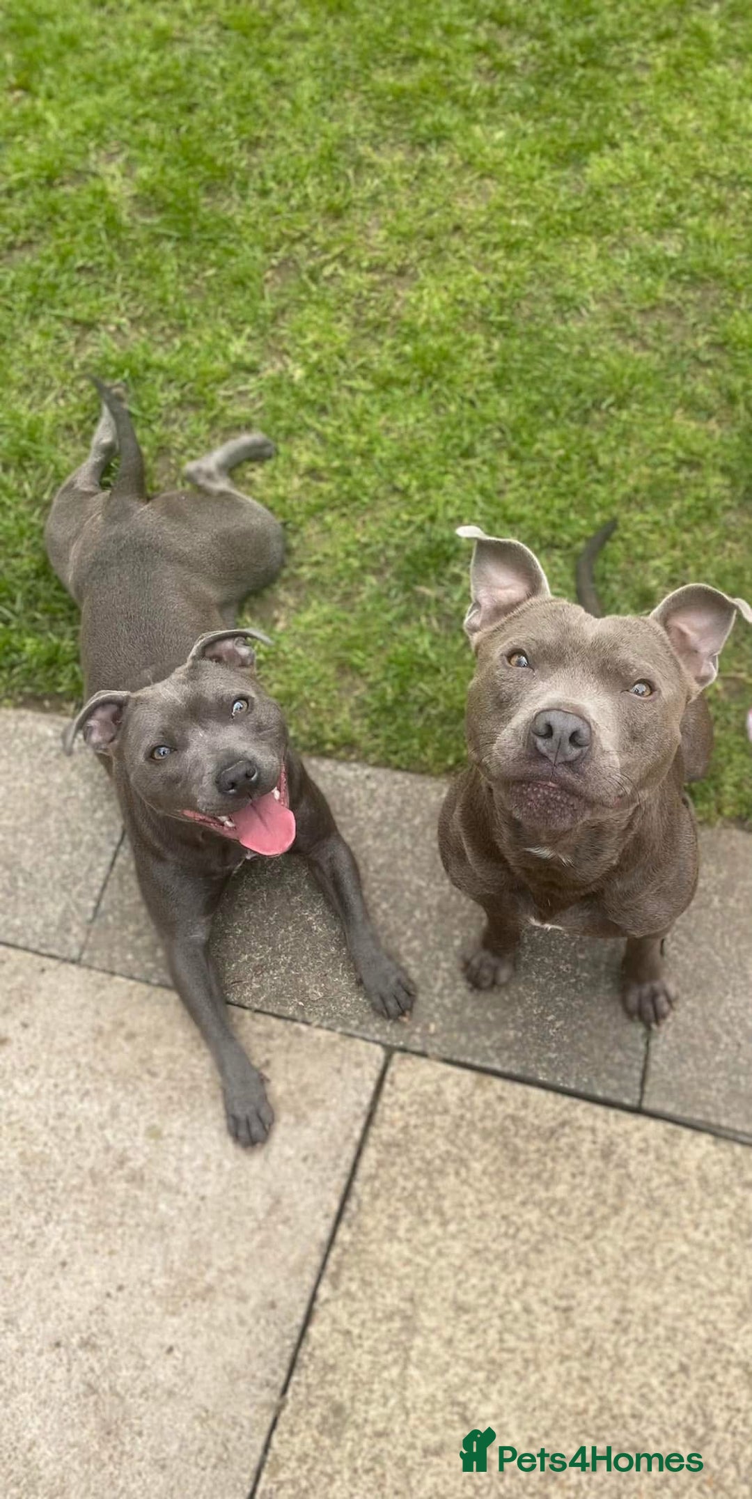 Staffordshire Bull Terrier dogs for sale: 7 gorgeous blue/lilac staffies - Image 15
