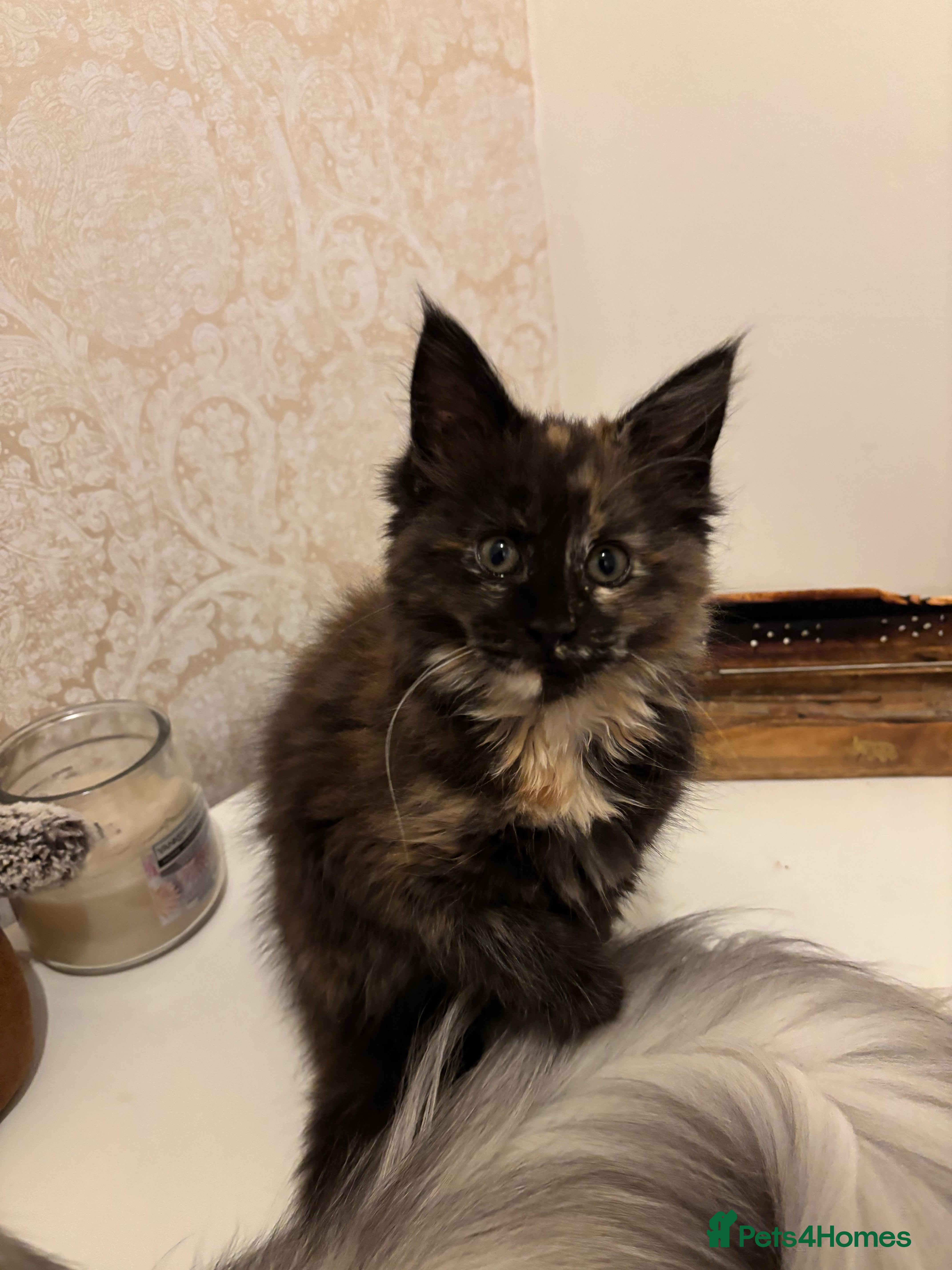 Maine Coon cats Maine Coon Kittens for sale- Two girls left - Advert 16