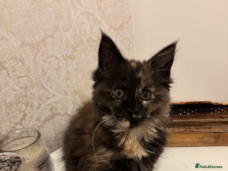 Maine Coon cats Maine Coon Kittens for sale- Two girls left - Advert 16