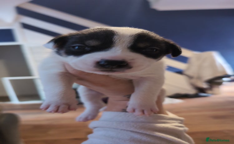 Mixed Breed dogs - Advert 1