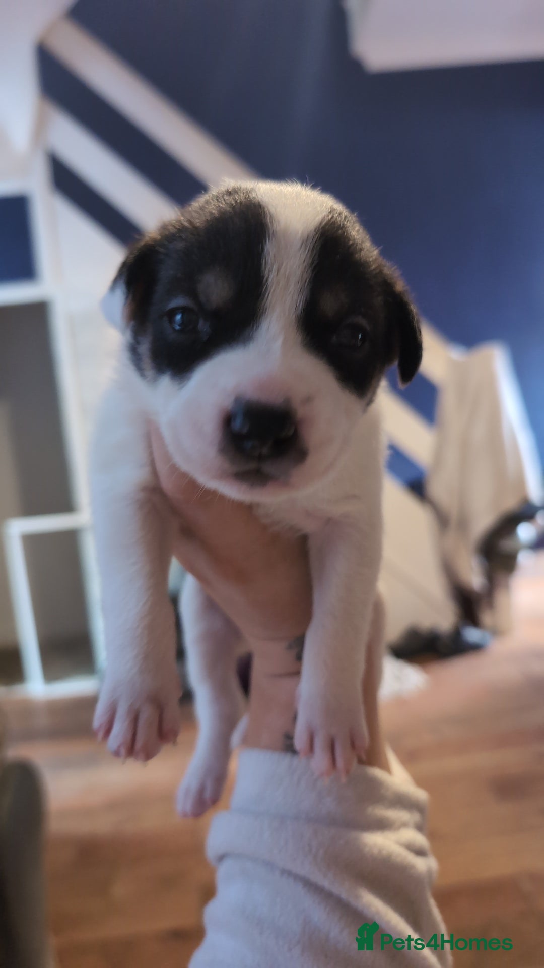 Mixed Breed dogs for sale: 1 puppy left, beautiful little girl 🩷🩷🩷 - Advert 3