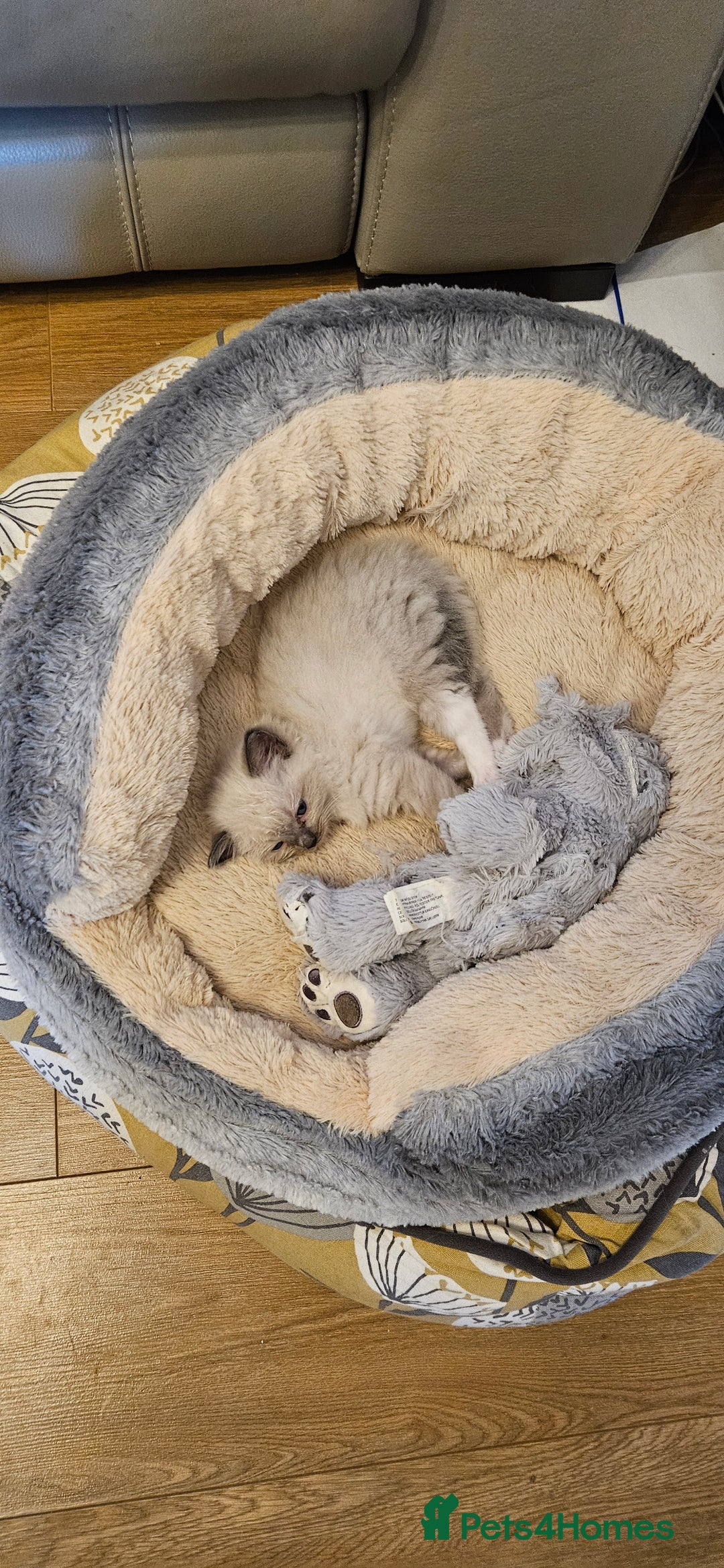 Ragdoll cats for sale: Beautiful Rag Doll Girl - Available Now - Advert 5