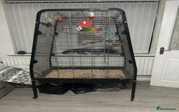 Parakeets birds for sale: Male Indian ring neck parrot - Image 4
