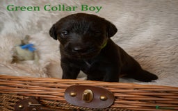 Mixed Breed dogs for sale: 10 Beautiful bedlington whippet x lurcher puppies! - Image 35