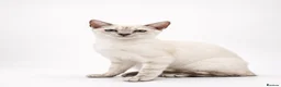 Bengal cats for sale: 🐆F6 Pedigree Bengal Kittens | TICA Registered in Leeds - Advert 15