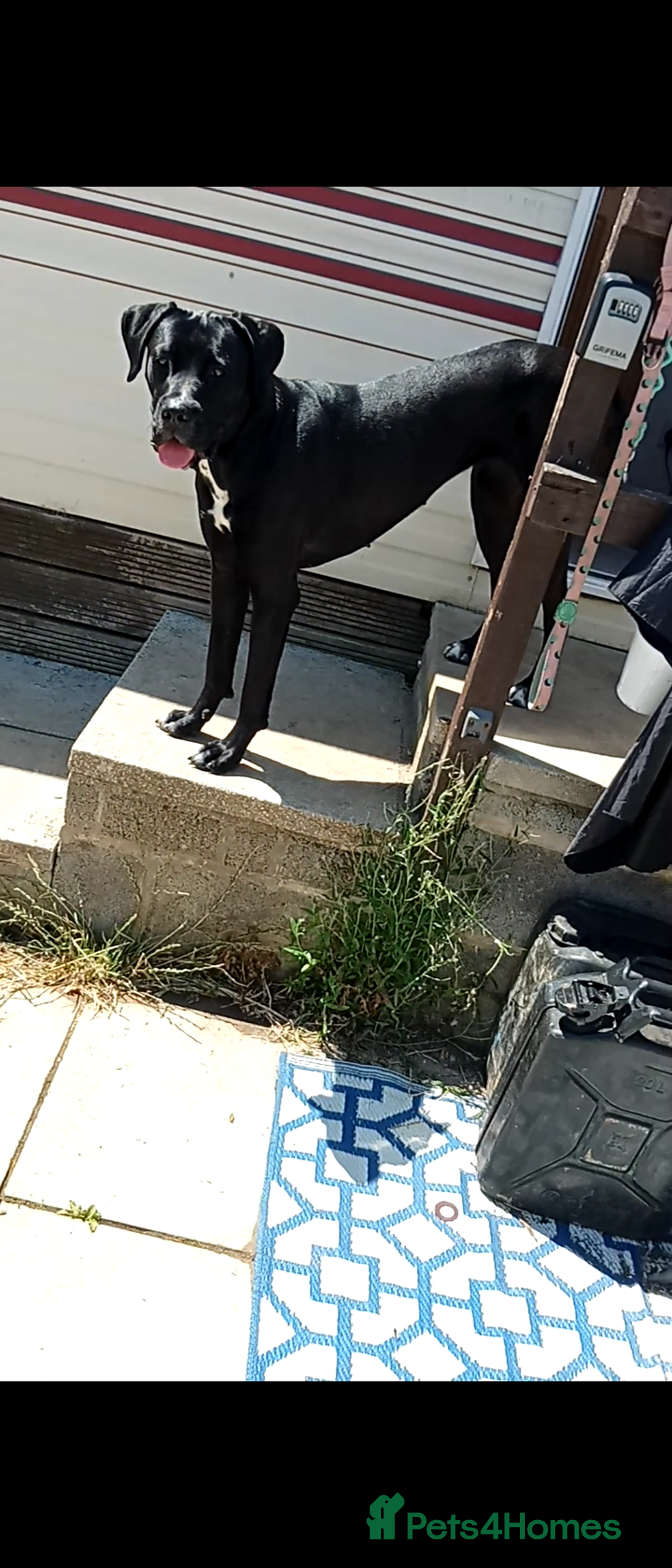 Mixed Breed dogs for sale: Italian daniff(cane corso X great dane ) - Image 9