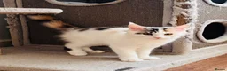 Maine Coon cats for sale: Pure bred Maine coon Kittens  - Advert 18