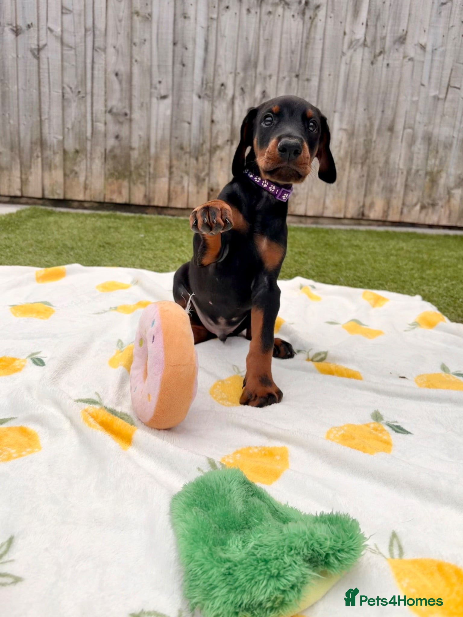 Dobermann dogs 🏡 Collect From 4th July | KC Registered Dobermans - Advert 1
