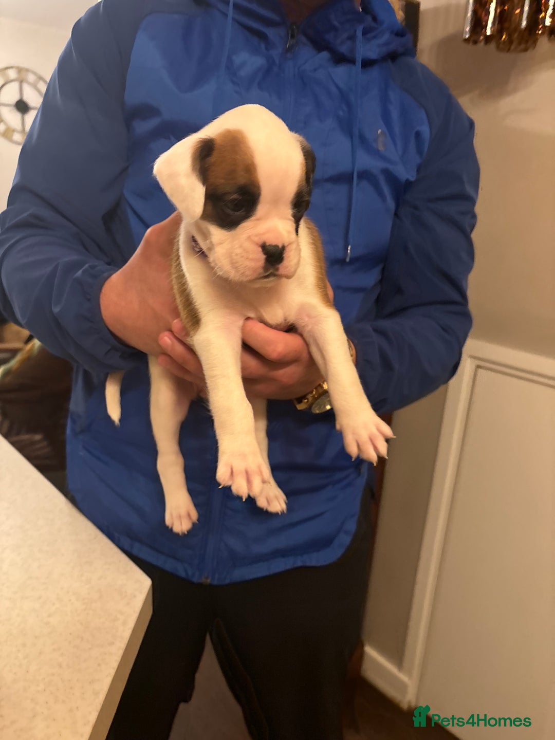 Boxer dogs for sale: Boxer puppies 5 bitches 1 boy  - Advert 25