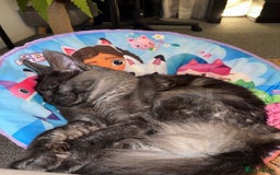 Maine Coon cats for sale: TICA Male Maine Coon  - Image 3