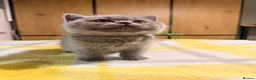 British Shorthair cats for sale: British Shorthair Kittens GCCF Registered😻✨😻 - Advert 22