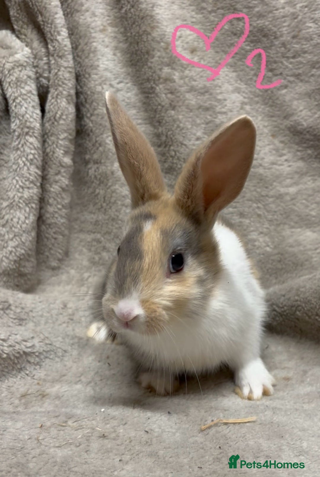 Mixed Breed rabbits for sale: 4 Beautiful baby mix breed bunnies  - Advert 6