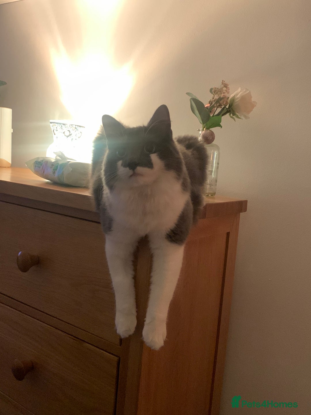 Mixed Breed cats for sale: Flimflam & Bojo - Image 37