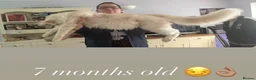 Maine Coon cats for sale: Family Raised Russian Maine Coons  - Advert 12