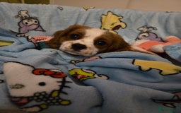 Cavalier King Charles Spaniel dogs for sale: Beautiful cavalier king charles spaniel puppy  - Image 3