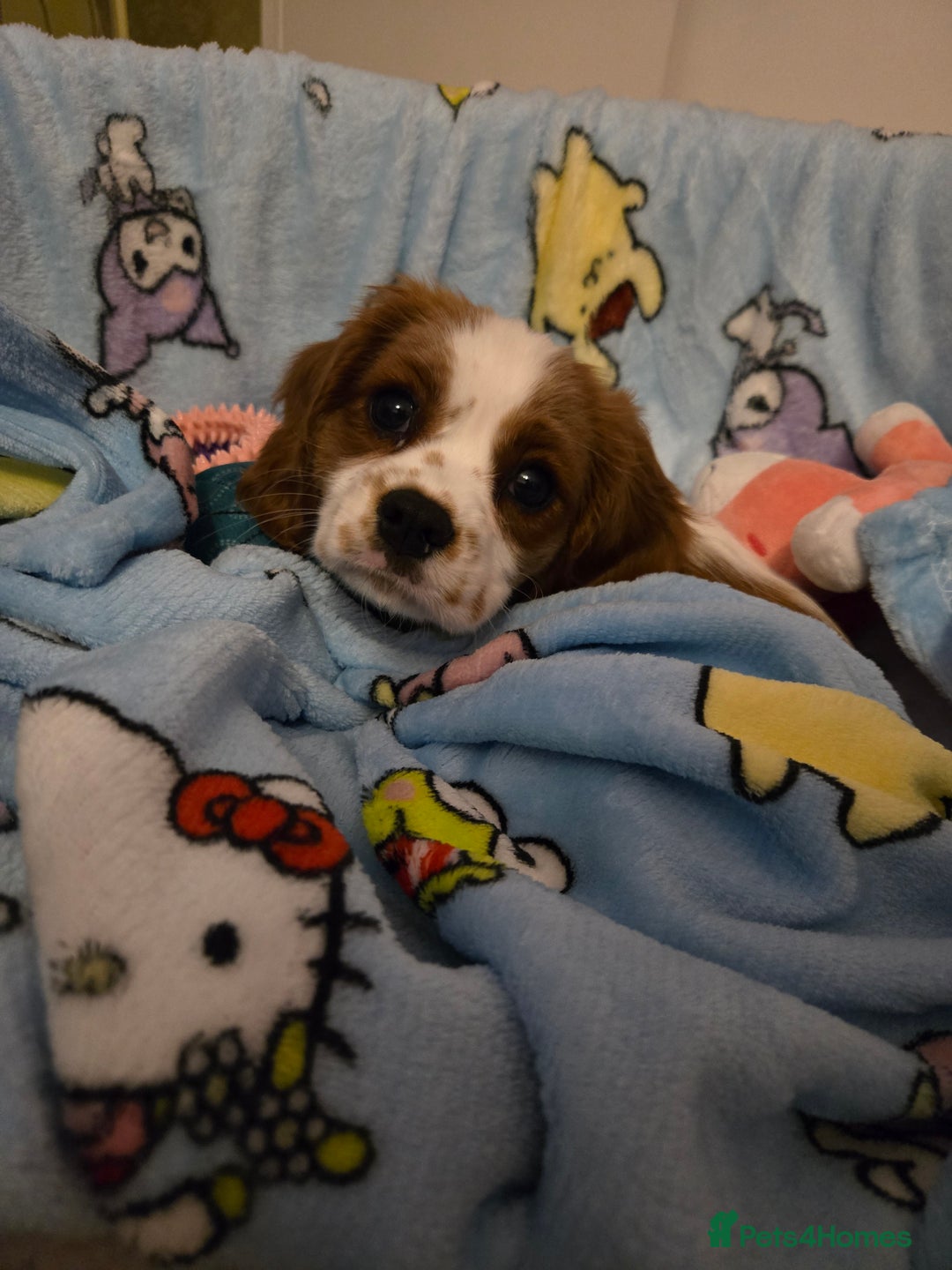 Cavalier King Charles Spaniel dogs for sale: Beautiful cavalier king charles spaniel puppy  - Image 3