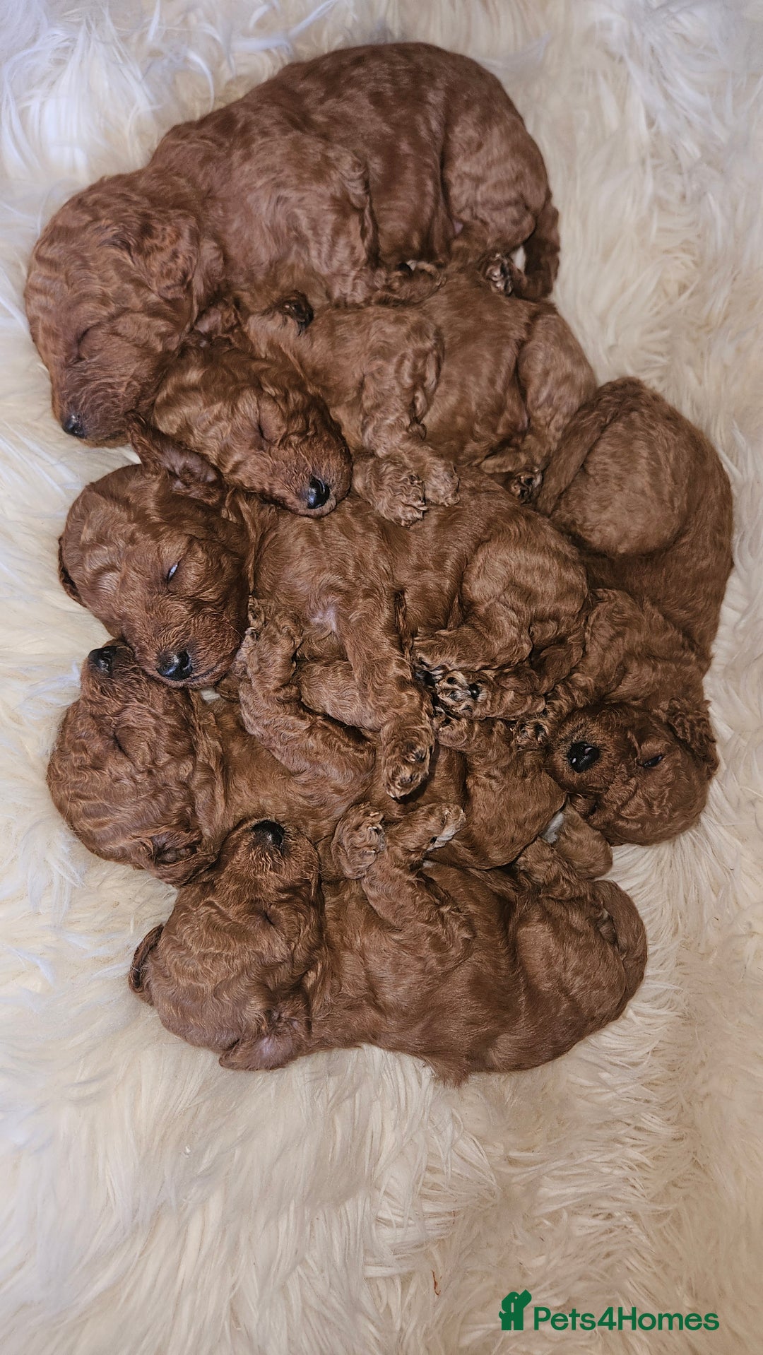 Miniature Poodle dogs for sale: Adorable miniature poodle puppies - Advert 2