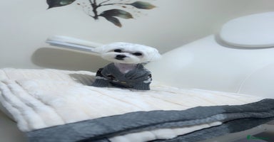 Maltese dogs in Ipswich - Advert 1