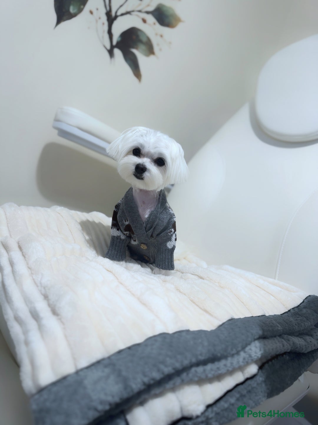 Maltese dogs for sale: ✨Exquisite KC 15 CH Maltese Brother & Sister💙💖 ✨ in Ipswich - Image 10