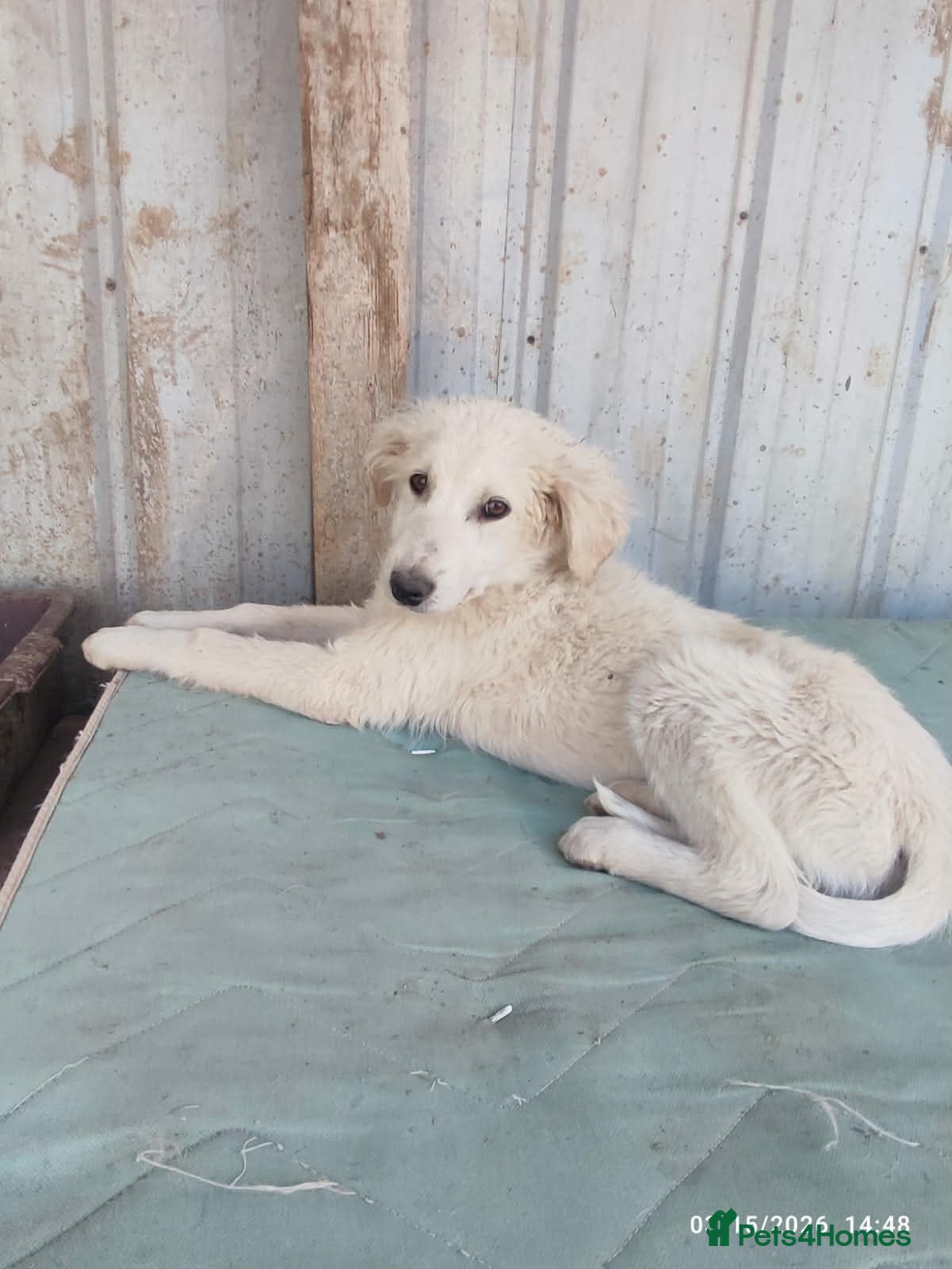 Mixed Breed dogs Benji is a 18 week  old Macedonian rescue puppy  - Advert 3