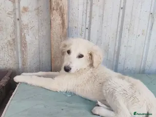 Mixed Breed dogs Benji is a 18 week old Macedonian rescue puppy - Advert 3