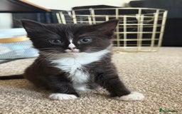 Ragdoll cats for sale: Ragdoll x kitten - Female 🐾🩷 REDUCED  - Image 1