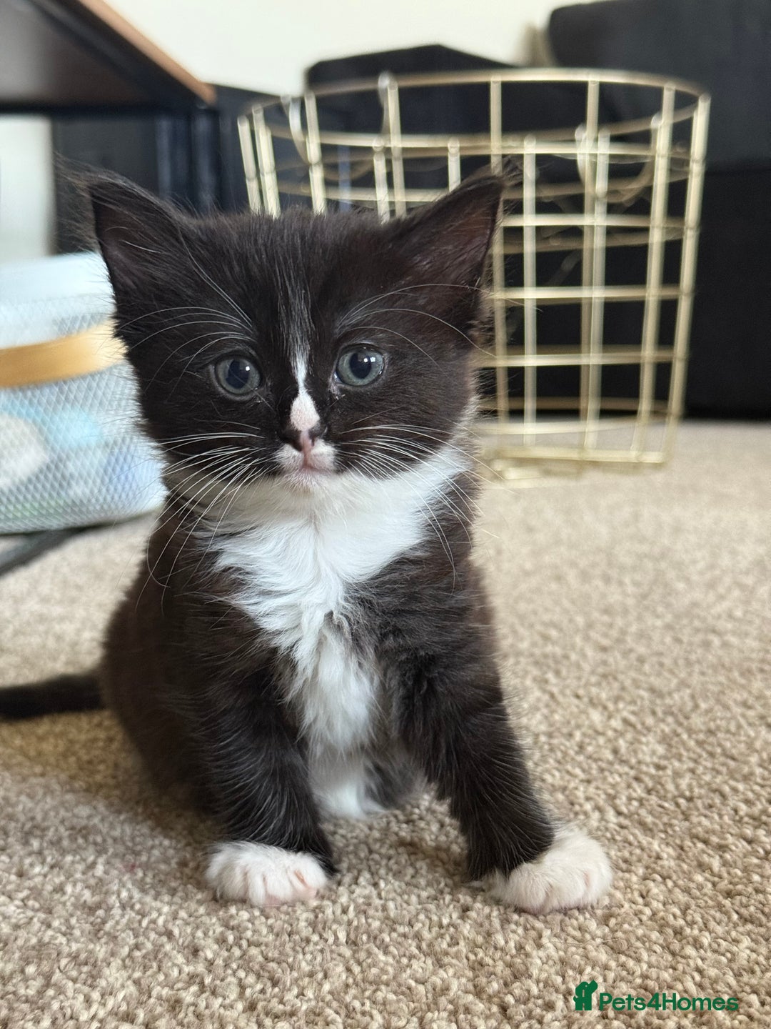 Ragdoll cats for sale: Ragdoll x kitten - Female 🐾🩷 REDUCED  - Image 1
